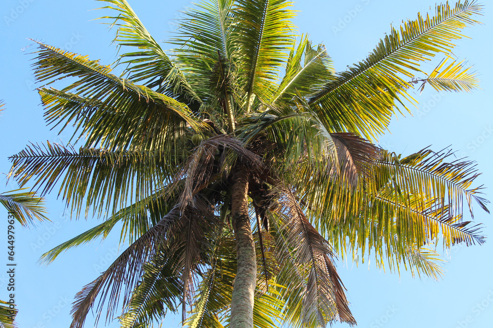Fototapeta premium High green coconut tree, view from below. Clear blue sky background