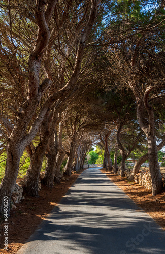 Alley of pine trees along a narrow road. Sicily