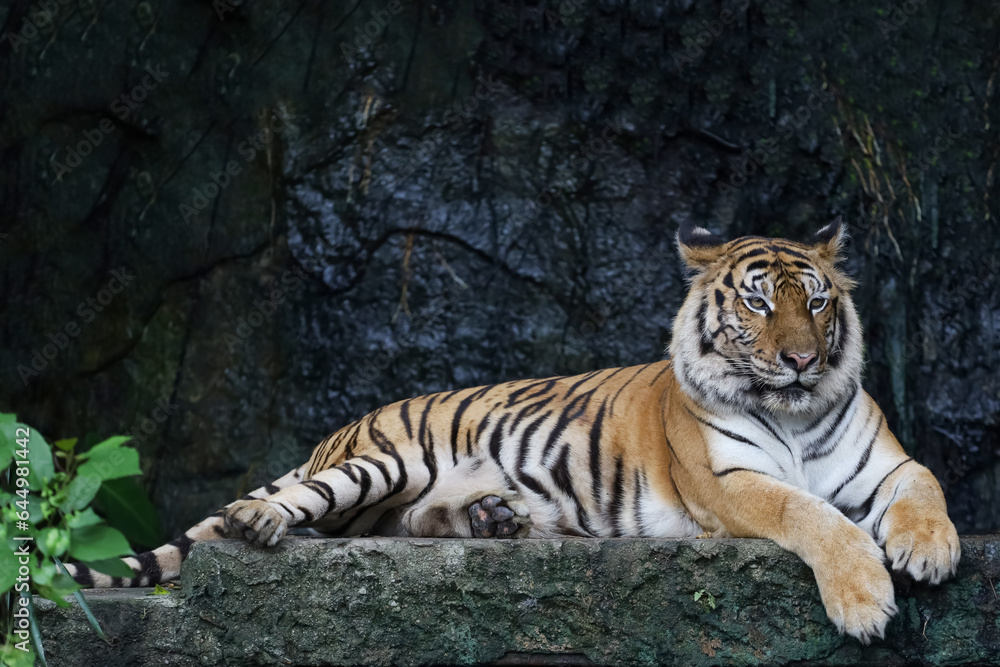 Close up bengal tiger is beautiful animal and dangerous in forest Close up bengal tiger is beautiful animal and dangerous in forest
