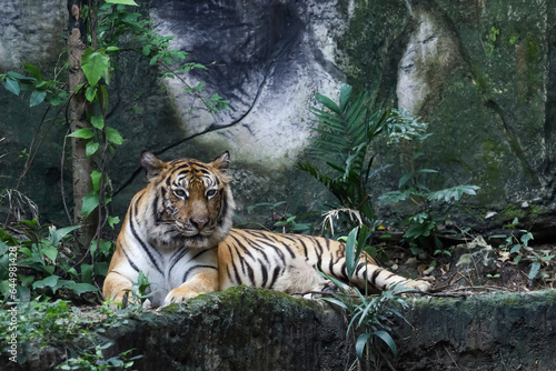 Close up bengal tiger is beautiful animal and dangerous in forest