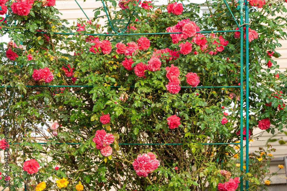 Blooming rose bushes inside a homemade metal rose garden.