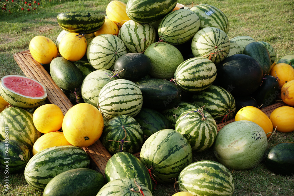 Varion of Thai watermelons has been collected and laying on grass field after harvesting in the farm. Lots of fresh watermelons in one place.Species of food eaten,agriculture,close up,selective focus