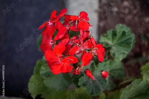 Red flower and green leaves background