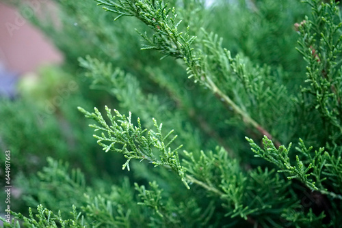 Green pine tree leaves background