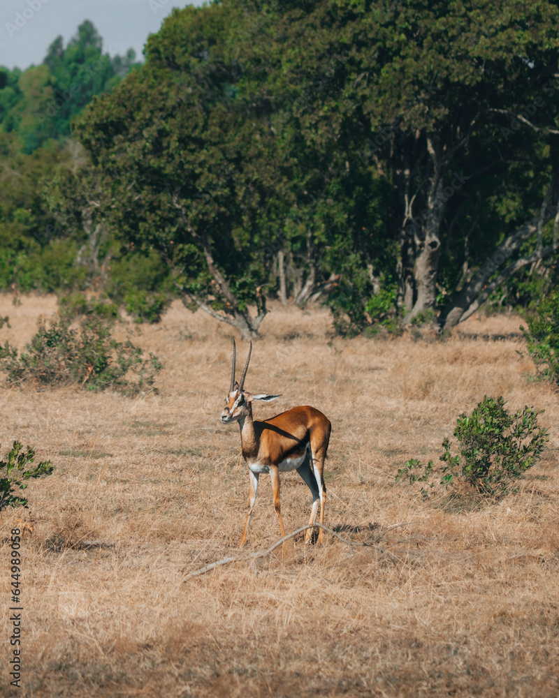 Impala dans la savane, de profil, kenya, safari, ombres, cornes Impala dans la savane, de profil, kenya, safari, ombres, cornes