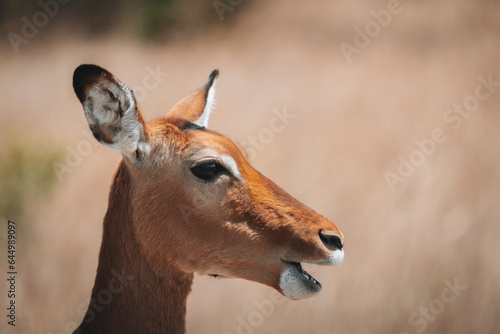 Antilope de profil, animaux safari, voyage 