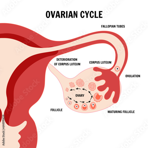 Menstrual cycle, ovarian cycle, zoom illustration 