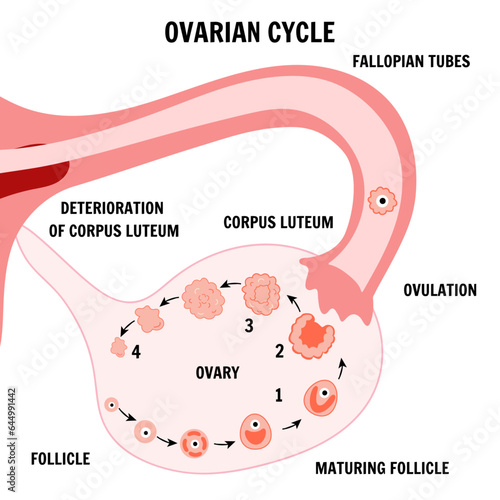 Menstrual cycle, ovarian cycle, detail illustration 