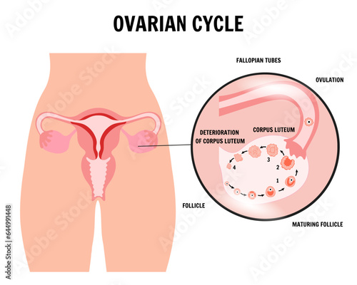 Menstrual cycle, ovarian phase, zoom illustration 