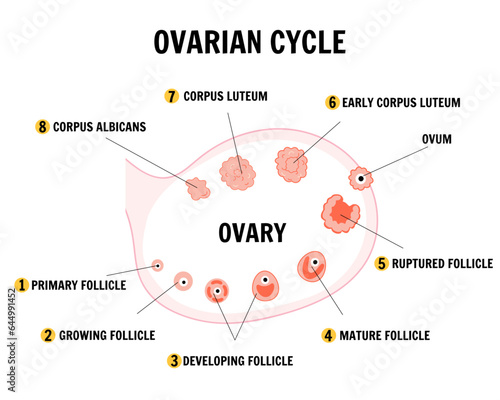 Menstrual cycle, ovarian cycle, zoom infographic  