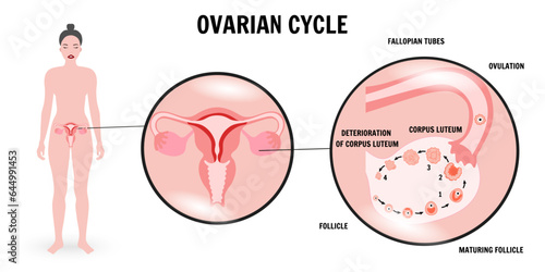 Menstrual cycle, ovarian phase, zoom illustration infographic 