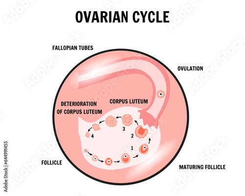 Menstrual cycle and ovarian phase 