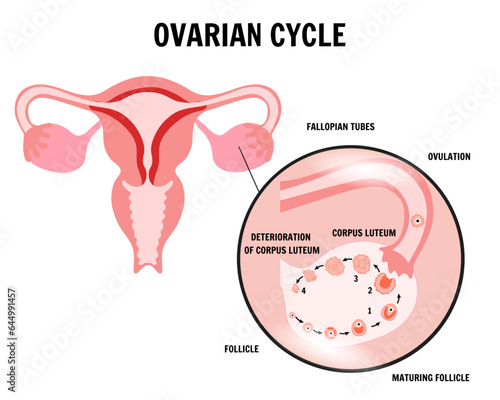 Menstrual cycle and ovarian phase 