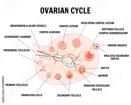 Menstrual cycle and ovarian phase  infographic  photo