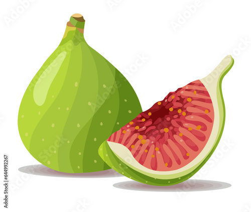 Fresh Fig Calimyrna Fig White Fig Hand Drawn Vector Illustration Set Isolated