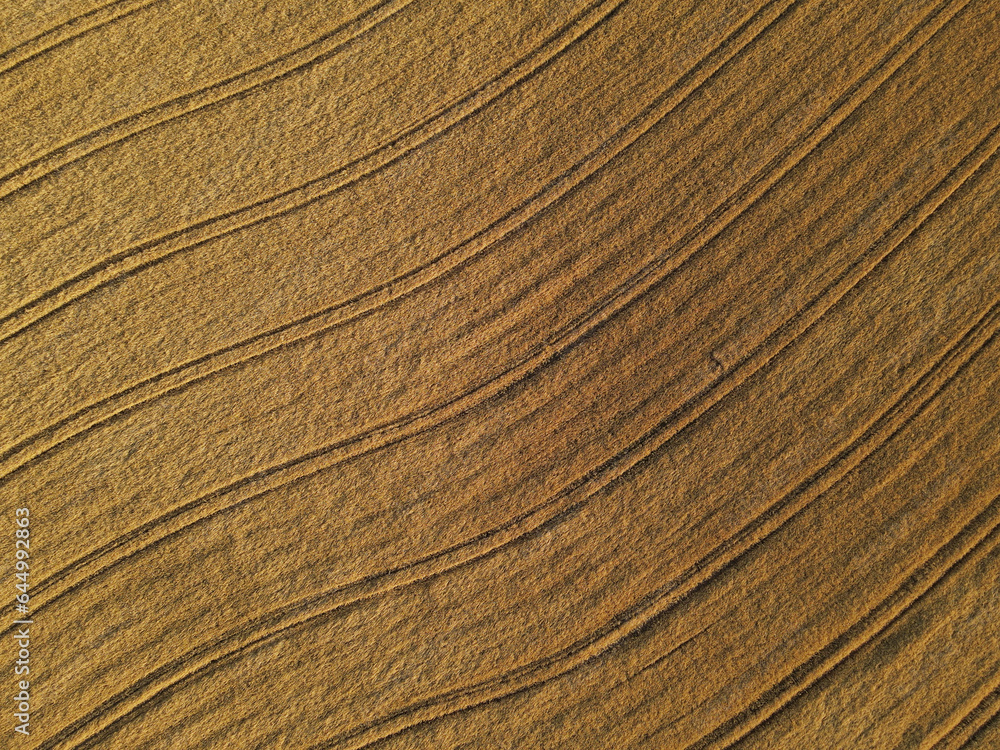 Gold colored crop field from above in summer Gold colored crop field from above in summer