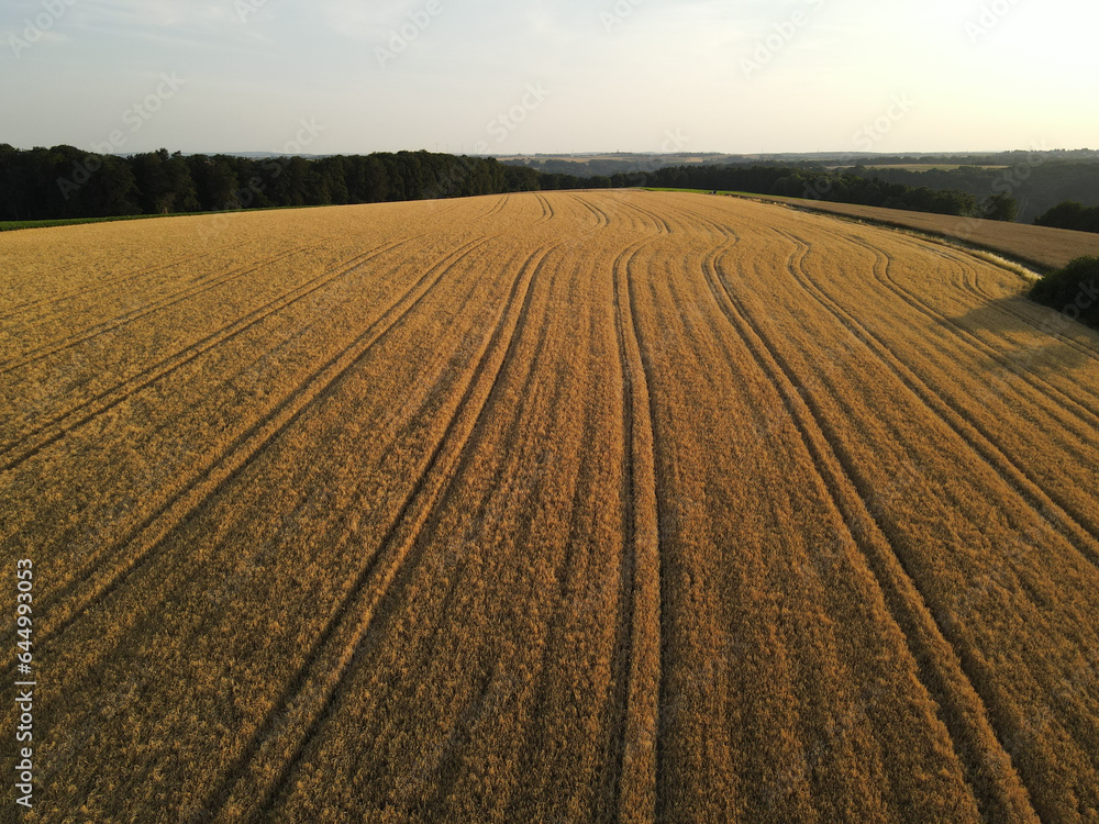 Ripe golden colored crop field in the sunny evening in summer 