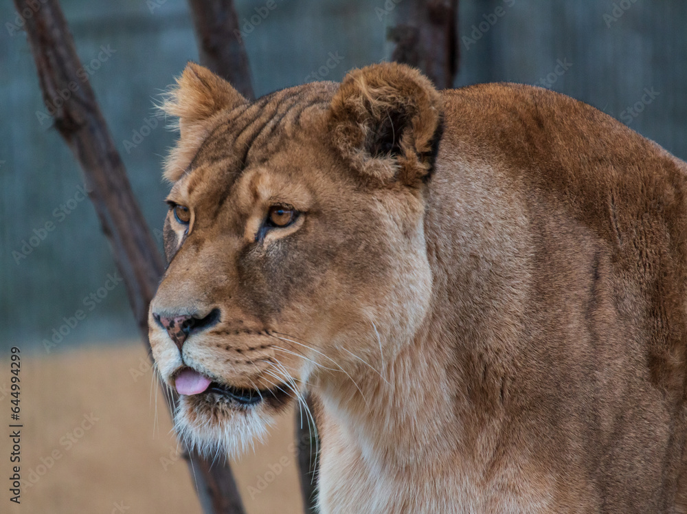 Obraz premium portrait of a lioness