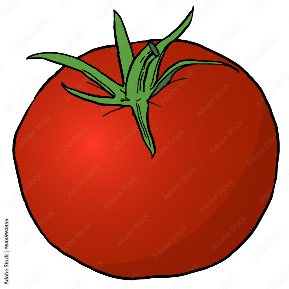 Single red tomato illustration Single red tomato illustration