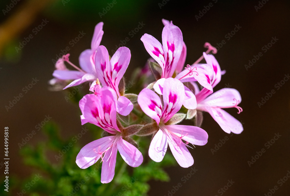 Pelargonium flowers (Pelargonium crispum). A close up of paelargonium flowers which are often lemon scented. Pelargonium flowers (Pelargonium crispum). A close up of paelargonium flowers which are often lemon scented.