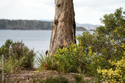 coastal native australian plants by the beach