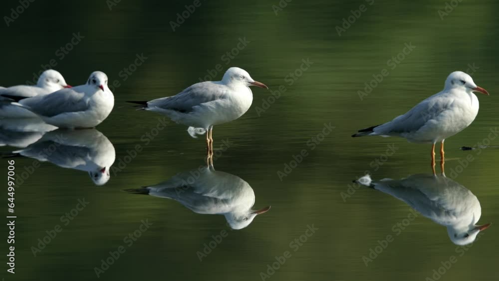 Black-headed gull and dramatic reflection at Tubli bay Black-headed gull and dramatic reflection at Tubli bay