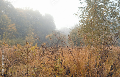 abstract autumn forest background. foggy day in nature. fall season. wet cold fog weather. Misty landscape with autumn grass, trees, natural backdrop. © Ju_see