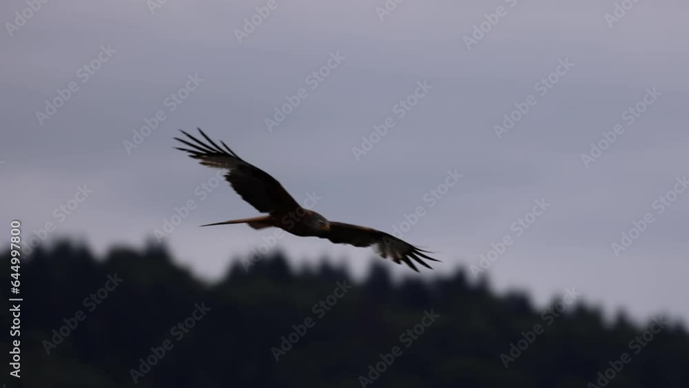 Majestic Bald Eagle flying in slow motion. Close-up bird Eagle flying low past trees and fall colors as it flaps wing. 120 fps slow motion. Majestic Bald Eagle flying in slow motion. Close-up bird Eagle flying low past trees and fall colors as it flaps wing. 120 fps slow motion.