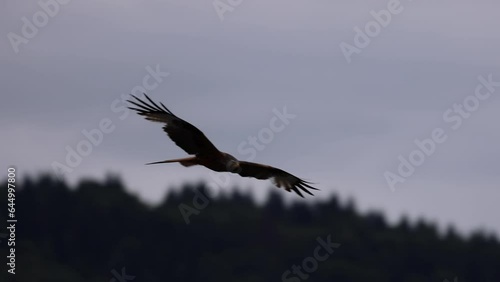 Majestic Bald Eagle flying in slow motion. Close-up bird Eagle flying low past trees and fall colors as it flaps wing. 120 fps slow motion. 