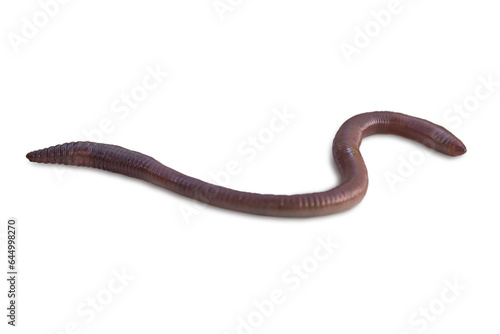 One earthworm closeup isolated on a transparent background.