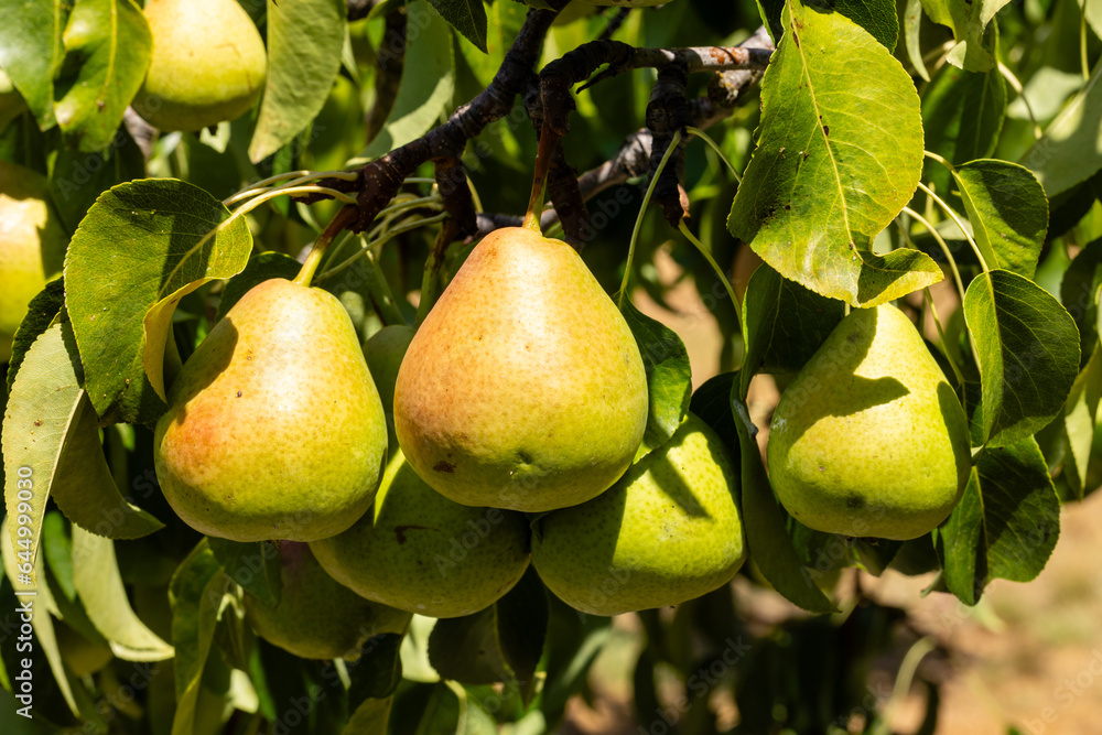 ripening pears on a tree branch in a field in Salamanca, Spain ripening pears on a tree branch in a field in Salamanca, Spain