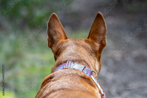 kelpie dog off lead in the bush in a trail in australia photo