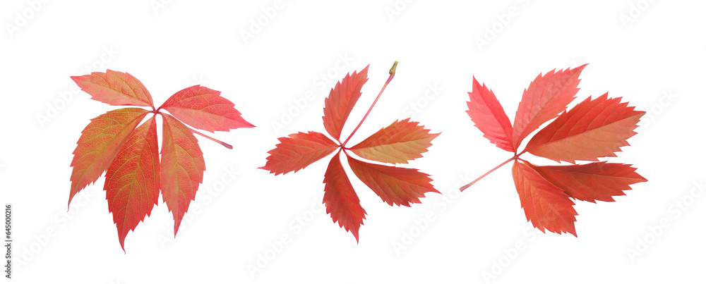 Autumn red leaves of wild grapes Virginia creeper, isolated set on white background. Floral design element.  - obrazy, fototapety, plakaty 