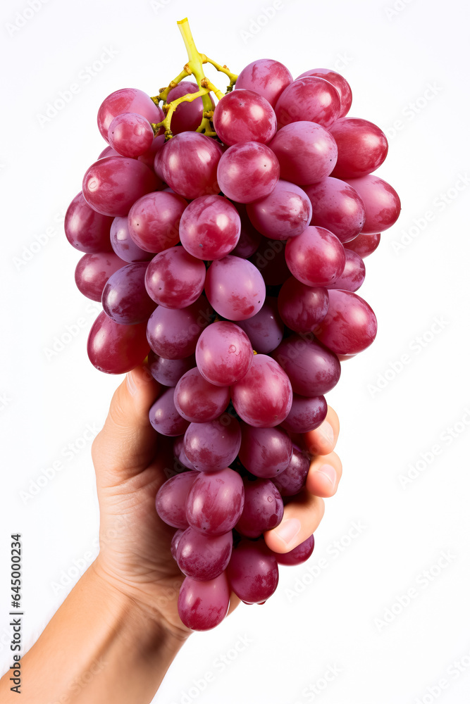 Fototapeta premium A hand holding a bunch of ripe grapes symbolizing the peak season of wine harvesting isolated on a white background 