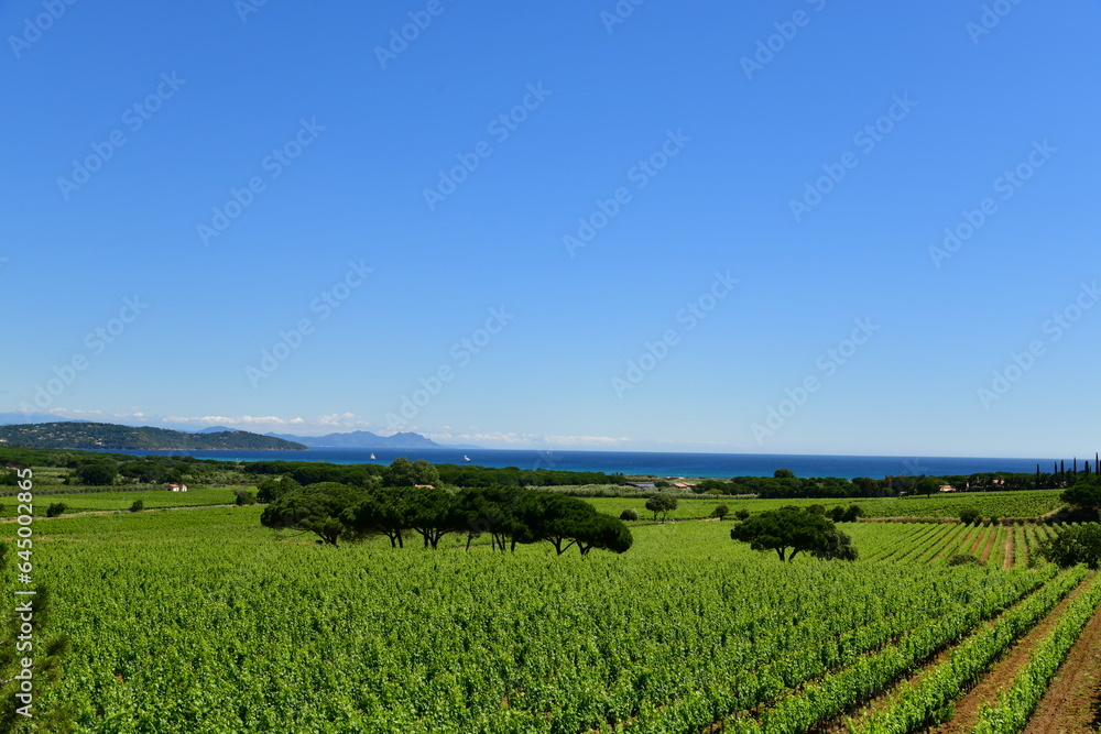 Vignoble Vignoble