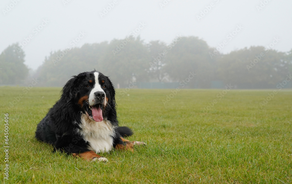 Large, tricolor dog lying on the grass, foggy morning in early September