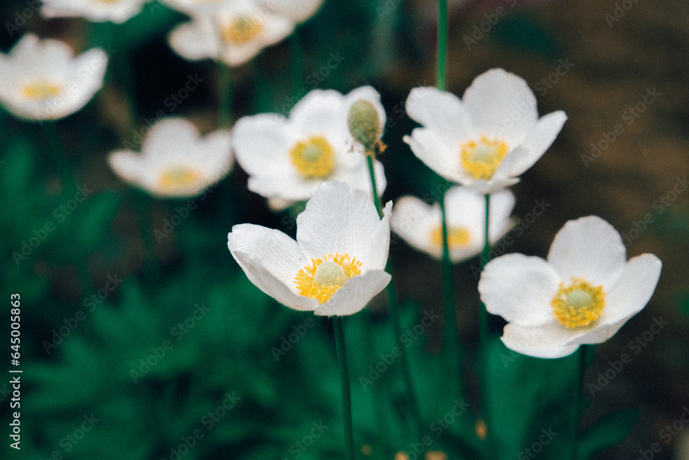 Obraz premium White flowers