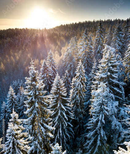 winter forest in the morning photo