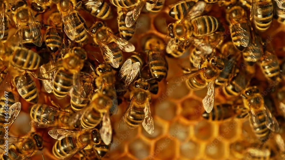 Bees Walking on Honeycomb and Carrying Honey. Macro shot of Domesticated Insect, Beekeeper and Farmers Life. Bees Walking on Honeycomb and Carrying Honey. Macro shot of Domesticated Insect, Beekeeper and Farmers Life.