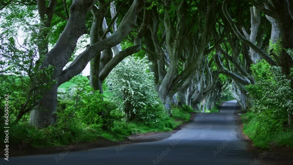 The Dark Hedges near Ballymoney, Co. Antrim, Northern Ireland. Feautured in the Game of Thrones as the Kings Road. Sunrise The Dark Hedges near Ballymoney, Co. Antrim, Northern Ireland. Feautured in the Game of Thrones as the Kings Road. Sunrise