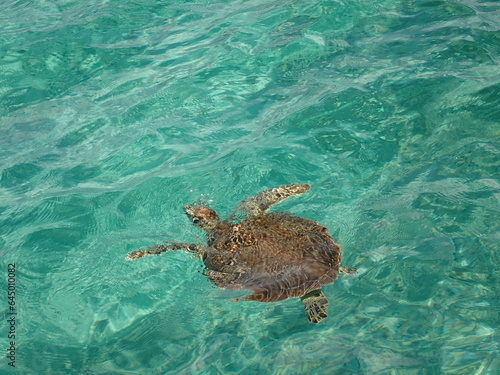 Wild Sea Turtle Bahamas