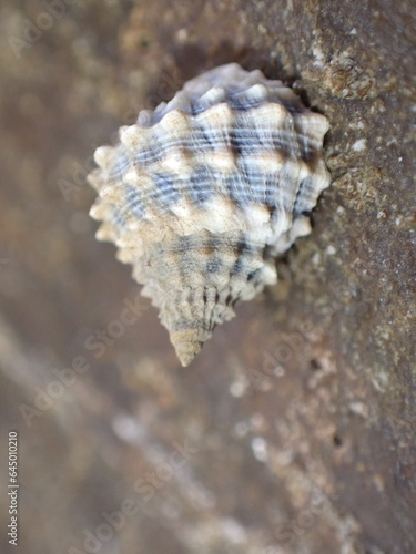 Wild Bahamaian Snails