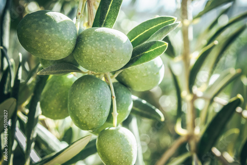 Closeup of green olives on an olive branch in Spain