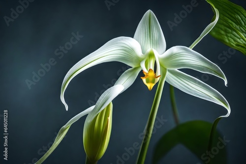 A rendered picture of a ghost orchid, one of the rarest and most elusive flowers.
