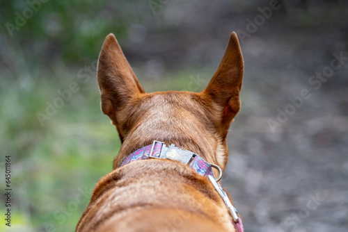 kelpie dog off lead in the bush in a trail in australia photo