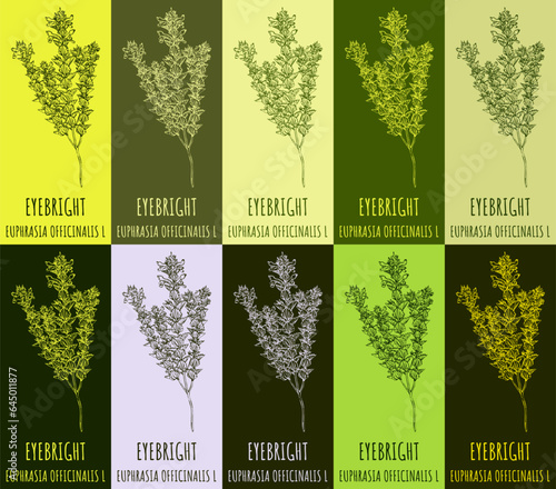 Set of vector drawing of EYEBRIGHT in various colors. Hand drawn illustration. Latin name EUPHRASIA OFFICINALIS L.