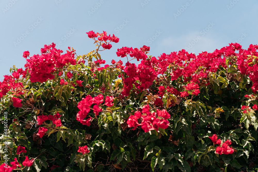 Bougainvillea growing on a wall
Bougainvillea growing on a wall