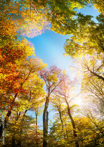 Colorful trees framing the blue sky  a wide angle autumn scenery with the bright sun illuminating the foliage