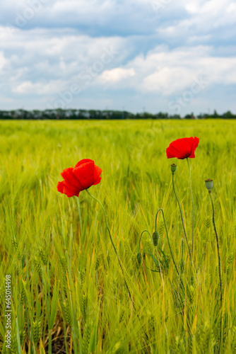 White clouds in the sky, Red wild common poppy in a wheat field, Ukraine