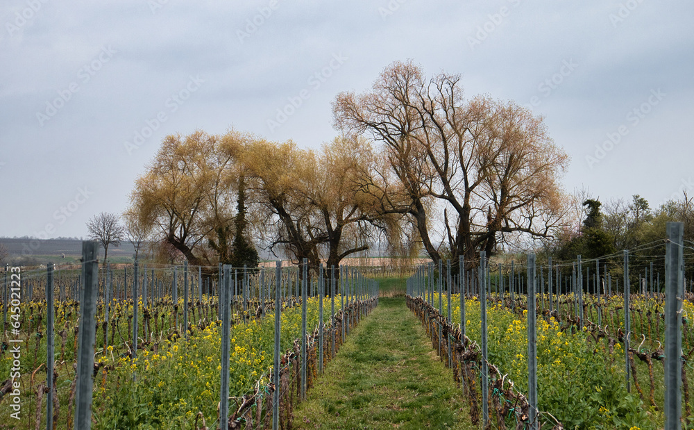 Fototapeta premium Trees behind rows of grapevines and flowers in a vineyard on a cloudy spring day in Germany.